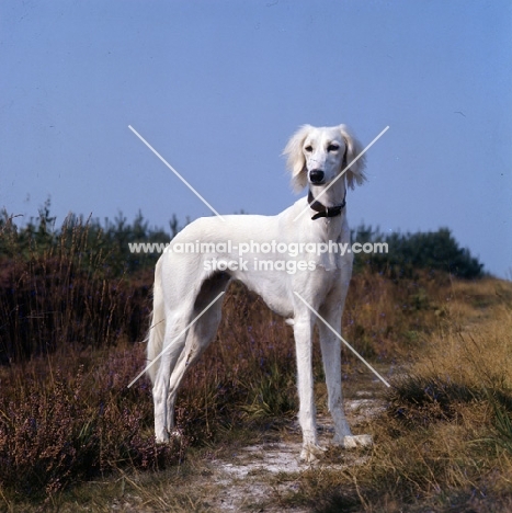 geldara amrita, saluki standing on pathway