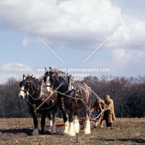 two shire horses ploughing at spring working