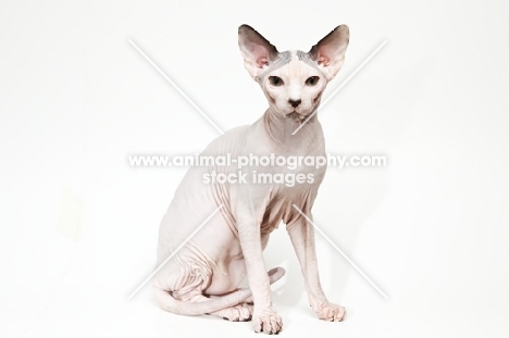 sphynx cat sitting on white background
