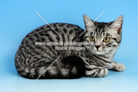 british shorthair cat lying down, silver spotted tabby colour