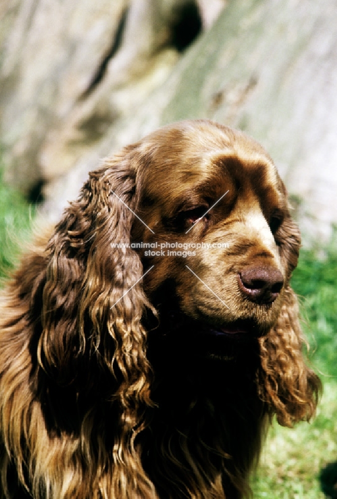 sh ch topjoys sussex nutmeg, sussex spaniel, portrait	