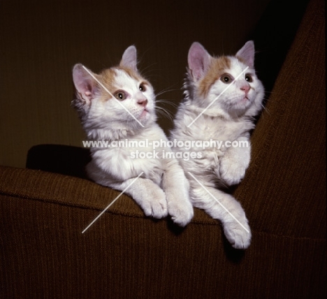 two Turkish Van cats sitting on arm of chair