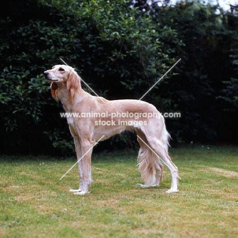 a saluki from daxlore, side view