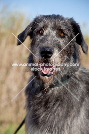 Irish Wolfhound