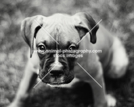 Boxer puppy in black and white