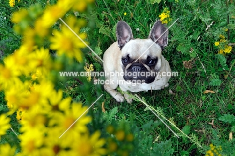 French Bulldog on grass looking up through bright yellow flowers