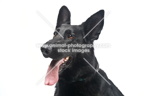 black German Shepherd Dog