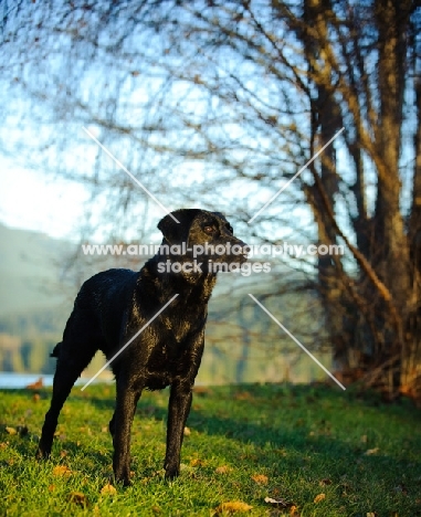 black Labrador Retriever