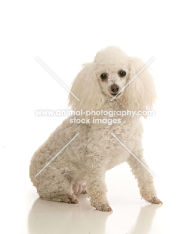 white miniature poodle on white background
