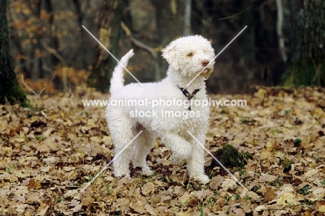 Lagotto Romgnolo in autumn