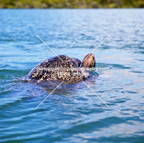 green pacific turtles mating off santa cruz island, galapagos