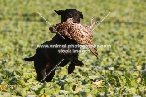 black Labrador Retriever with bird