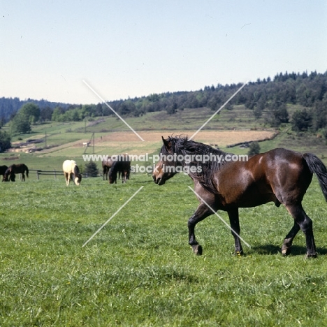 Huzel pony stallion walking in field in Poland