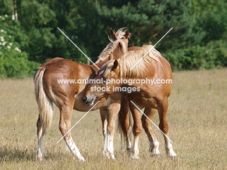 Suffolk Punches grooming each other