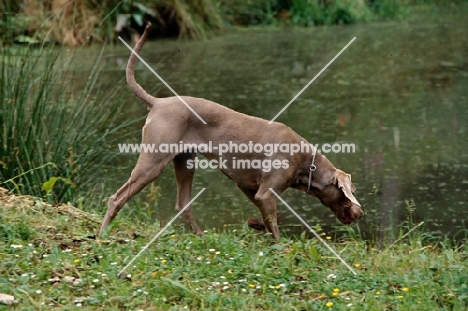 undocked weimaraner at water's edge