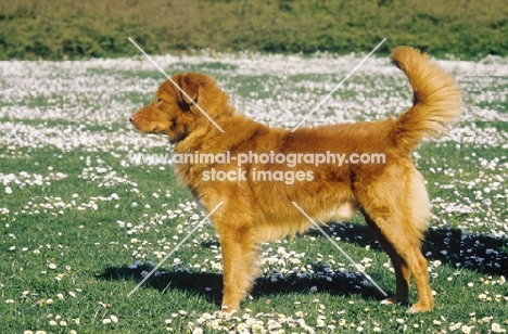 Nova Scotia Duck Tolling Retriever