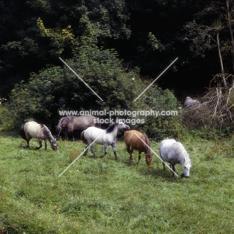 five Highland Ponies walking in meadow at Nashend stud