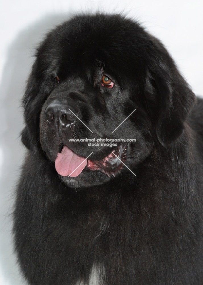 black and white Newfoundland on white background, portrait