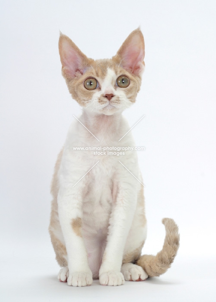 chocolate smoke & white Devon Rex looking curious