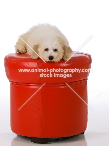 Bichon Frise laying on a red seat