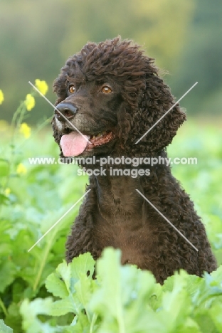 Irish Water Spaniel portrait in field