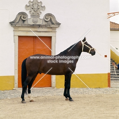 alter real horse,  guapo, side view of in front of portuguese building