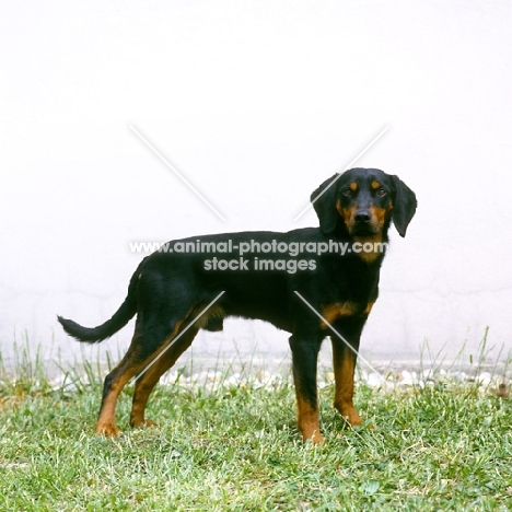 slovakian hound standing on grass