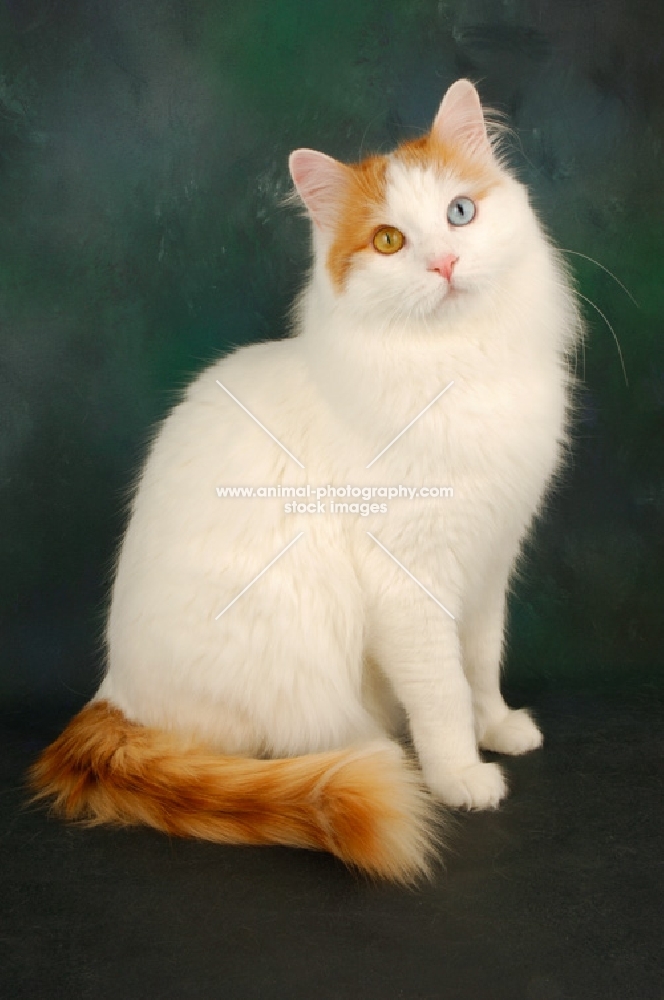 odd-eyed turkish van cat sitting down