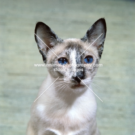 ch rivendell apache, tortoiseshell point siamese cat