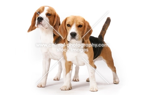 two Beagles in studio (Ch. Tradewind Lil Bit of Fire and Dufosee Jerrold)