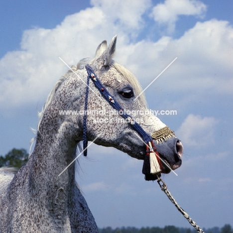 Bandola, Polish Arab mare  
at janow podlaski stud, head study 