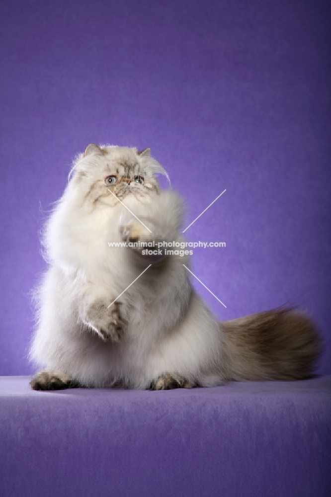 9 month old Seal Torbie Lynx Point Himalayan Female sitting up on back feet, front paws in the air, tail seen. (Aka: Persian or Himalayan)