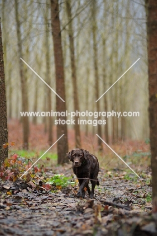 chocolate labrador walking in a wood in winter