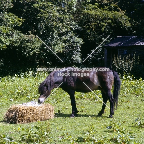 Exmoor pony inspecting tea tray on bale of hay