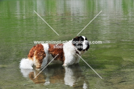 Saint Bernard cooling down