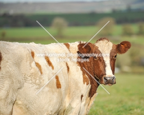 Ayrshire cow