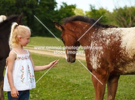young Appaloosa horse and girl