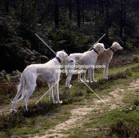 geldara burydown yanina, geldara amrita, geldara oberon, three salukis in line on a pathway