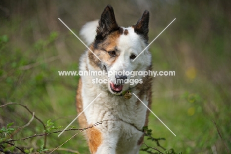 Karelian Bear Dog walking