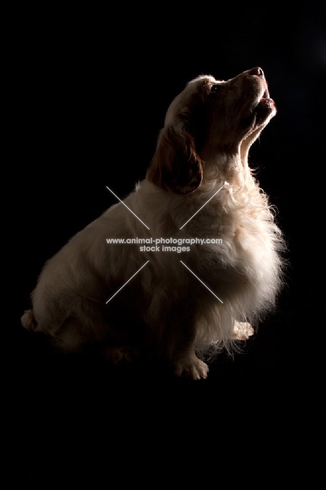 side view of sitting clumber spaniel 