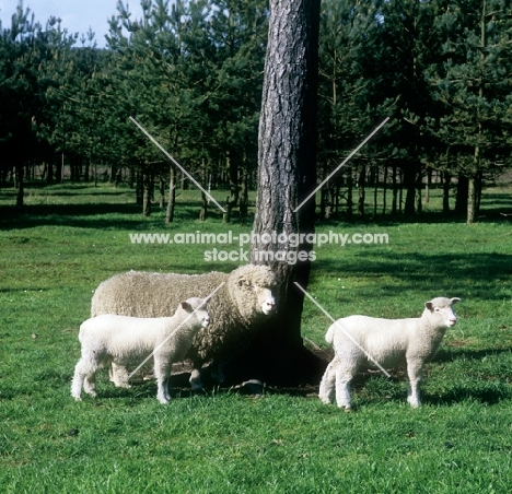 poll dorset ewe with two lambs