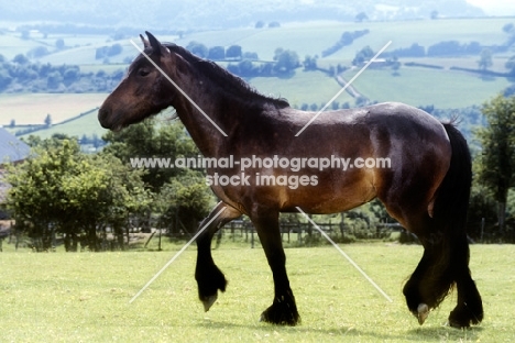 dales pony walking in the countryside