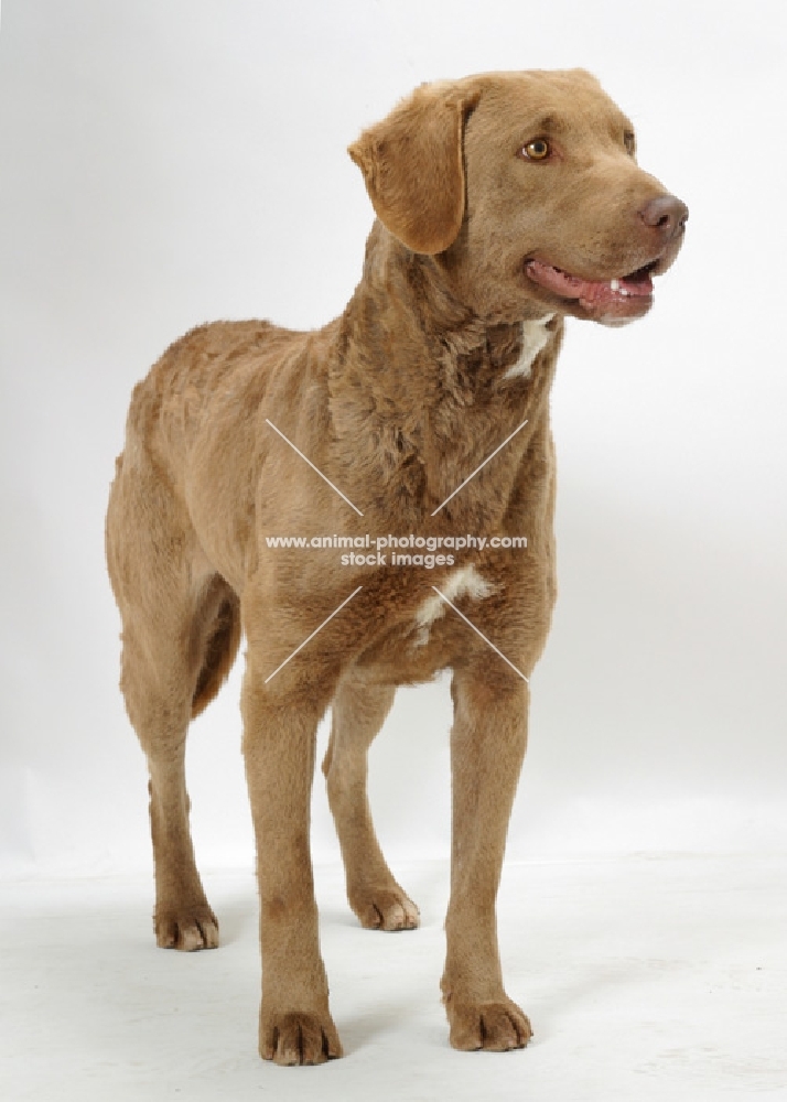 Australian Champion Chesapeake  Bay  Retriever