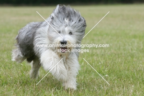 Bearded Collie running on grass