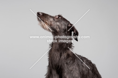 Young grey Scottish Deerhound in studio.