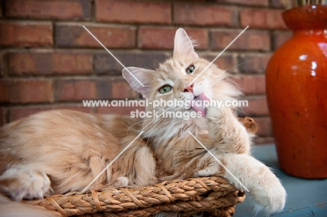 orange tabby licking paw