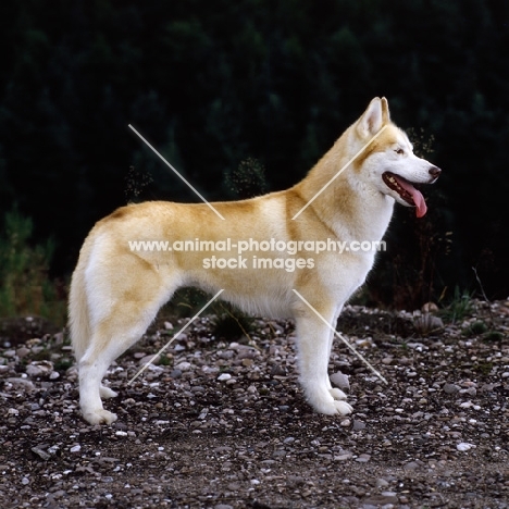 ch forstal's noushka,  siberian husky standing on stones