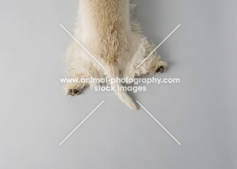 Top view of wheaten Scottish Terrier with hind legs extended.