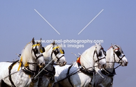 shire horses in a musical drive, windsor show
