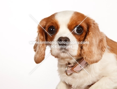 Cavalier King Charles Spaniel looking at camera